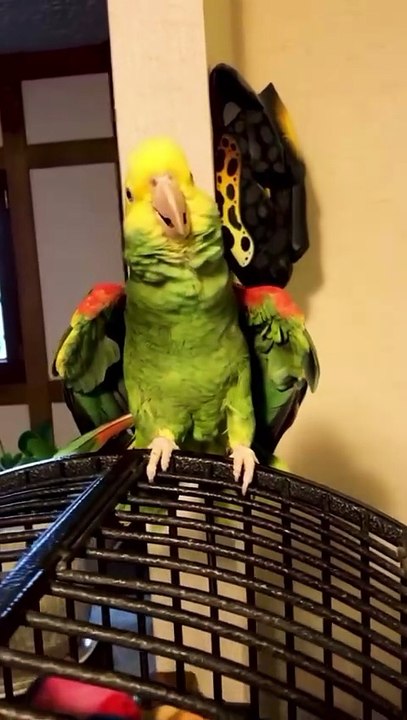 Funny parrot talking alone