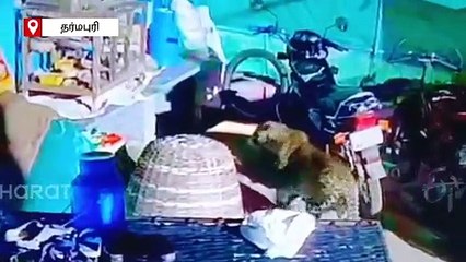 மாதமாதம் ஒரே வீட்டிற்கு 'விசிட்' அடிக்கும் சிறுத்தை.. அச்சத்தில் தருமபுரி கிராமம்