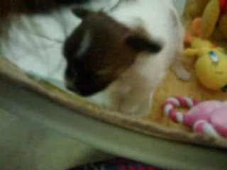 Maman au secours je ne veux pas de ce jouet