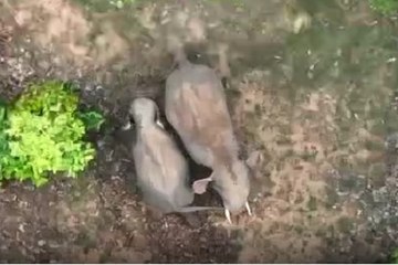 हाथियों की अनोखी समझदारी और सामाजिक व्यवहार का एक दुर्लभ नज़ारा