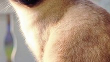 3 choses à savoir sur le siamois