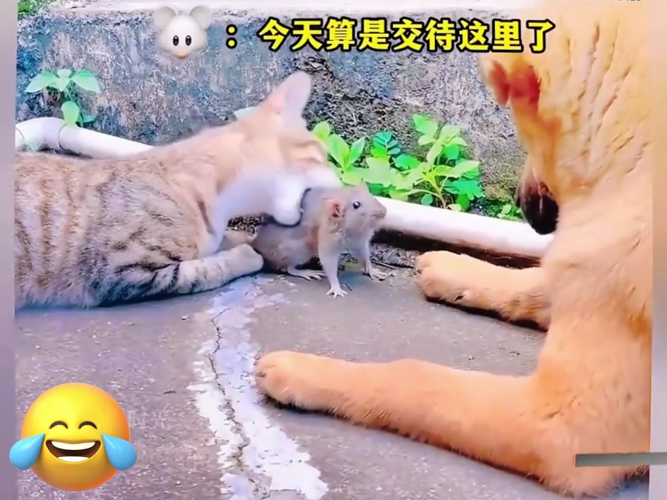 "Mouse, I'm about to die" ~