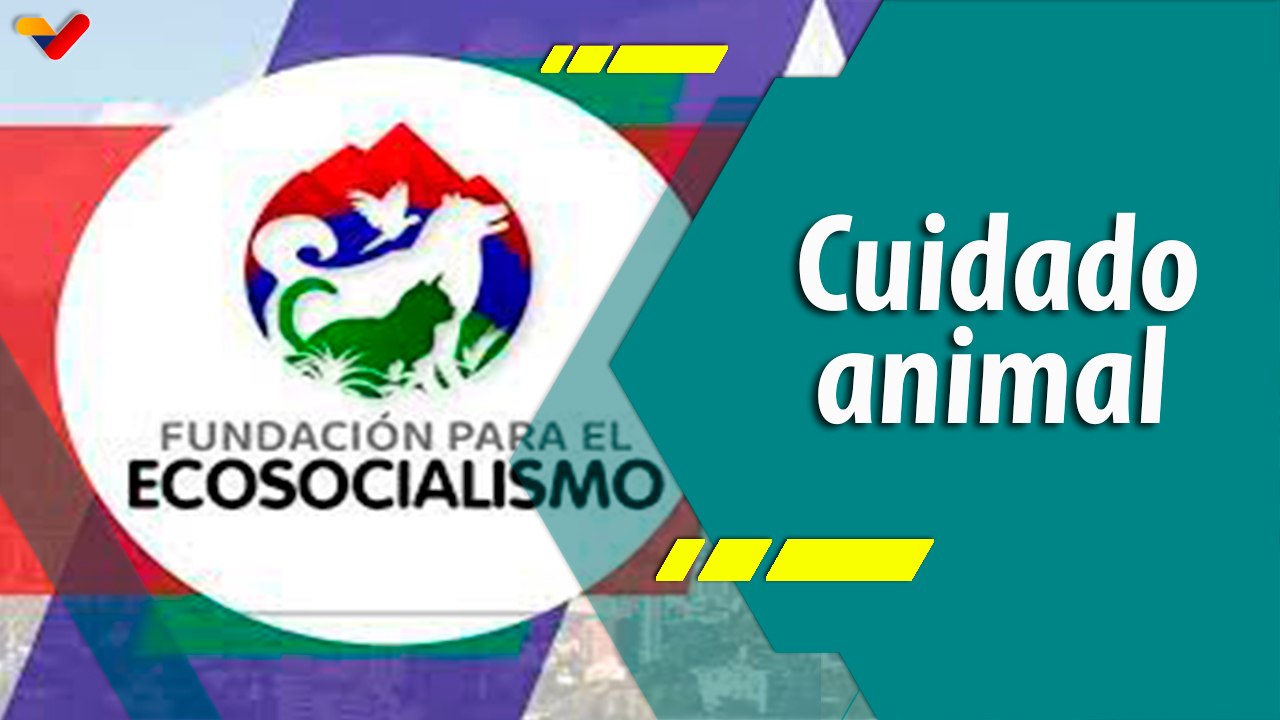 Punto Verde | Fundación para el Ecosocialismo a la vanguardia del cuidado de animales de compañía