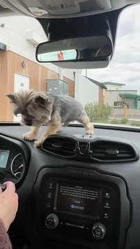 dog vs windshield wipers 😂