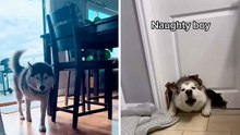 Hilarisch filmpje bewijst dat husky’s de meest dramatische honden ter wereld zijn