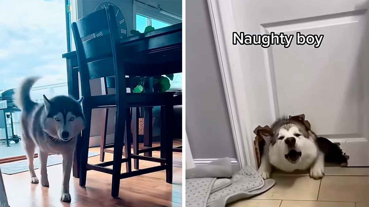 Hilarious Video Proves Huskies Are the Most Dramatic Dogs on the Planet