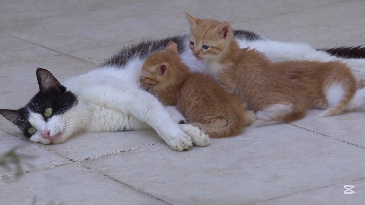Fluffy Kittens Playing on Grass with Adorable Baby Bunnies | Cat and Dog Funny Videos