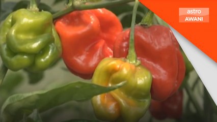 Cuaca panas tidak gugat bekalan sayur