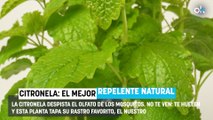Soy jardinero y ésta es la planta que debes poner en casa para repeler los mosquitos este verano