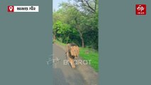 વૉક પર નિકળ્યા વનરાજા, સાસણ દેવળીયા માર્ગ પર લોકોને થયાં બબ્બર સિંહના દર્શન
