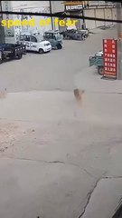 speed of fear I #dogs  #speed #wildlife