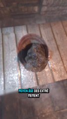 Découvrez l'Histoire Insolite des Toilettes dans les Châteaux 🏰