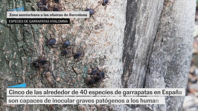 Garrapatas vistas a las afuera de la ciudad