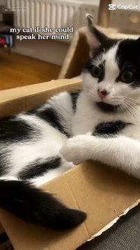 Cute cat chilling #cat #kitten #cute #cutecat #viral #trending