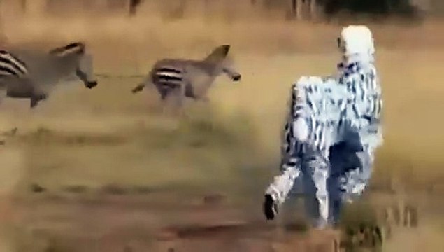 Lion Almost Kills Two Men In Zebra Costume