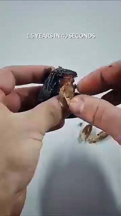 1.5 years in 40 sec