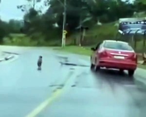 Acusado injustamente por abandono de cachorro, homem tira a própria vida após repercussão de fake news