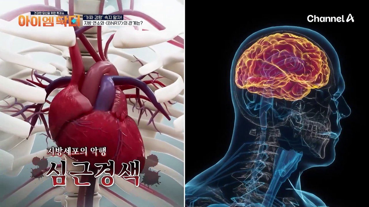 BNR17 유산균이 체중 및 내장 지방 감소에 도움이 되는 이유는?