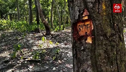 उत्तराखंड में 3 हजार से ज्यादा पेड़ों पर आरी चलवाने की तैयारी, ये बना है प्रस्ताव