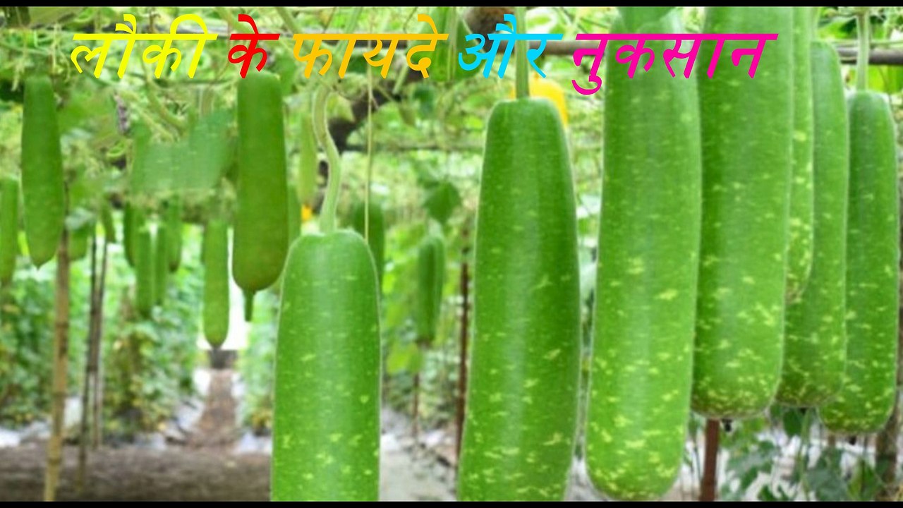 लौकी के फायदे और नुकसान Benefits and side effects of bottle gourd