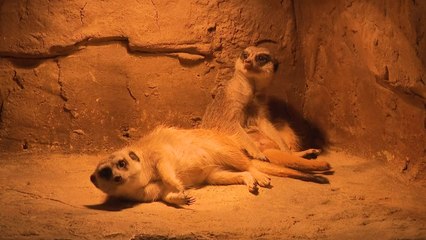 "동물과 즐거운 교감"...실내 동물원 '북적' / YTN