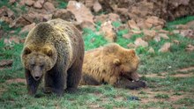 mixkit-pair-of-brown-bears-in-the-field-4071-hd-ready