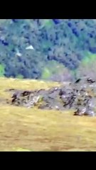 Bearded vulture aka lammergeier dropping bones like B2 bomber #beardedvulture #facts #animals