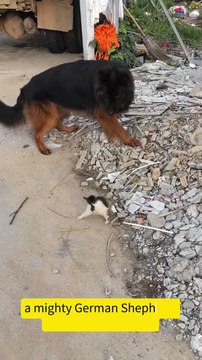 German Shepherd feared by a tiny kitty #cat #dog #germanshepherd #kitten #animals #shorts
