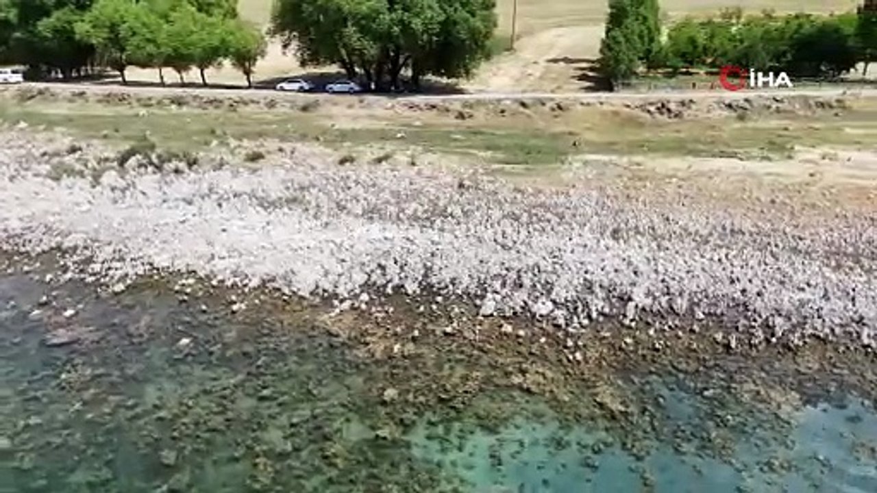 Van Gölü sahilleri mikrobiyalit tarlasına döndü