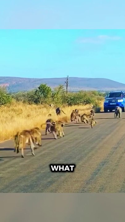 100 Baboons vs 1 Leopard 😳#shorts