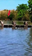 Bobcat DEFIES Gravity 🚀 #shorts