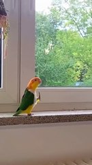 Rock Parrot #zoo #animals