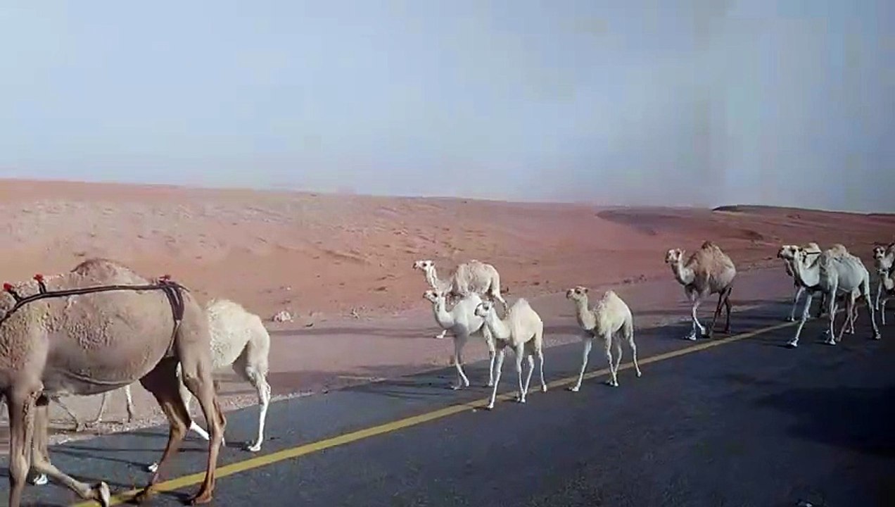Camal In saudia arabia
