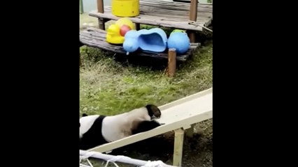 STOP Doing It, Please！| Try NOT To Laugh!😂😂