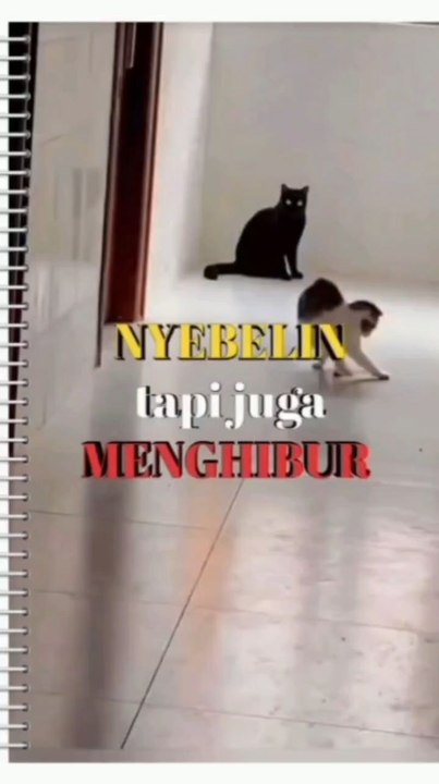 Cat behavior that makes your lough