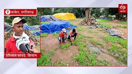 उठाव केंद्र का हाल देख लीजिए, सड़ने के बाद अंकुरित होने लगा धान