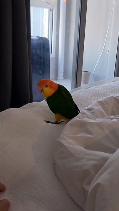 funny tiny parrot style 😂