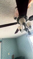 parrot makes you cry from laughing 😂