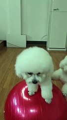 two playful maltese pups 🐶💖