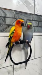 one dances, the other just stares 😂