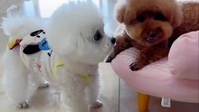 he just wanted a kiss 😂🐶