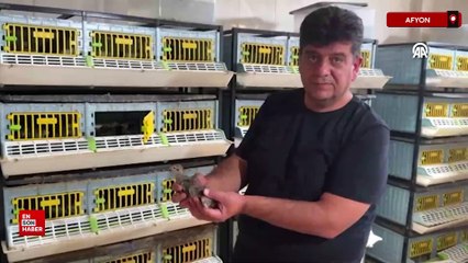 Afyon’da yüzlerce keklik kene ve süne mücadelesi için yetiştiriliyor