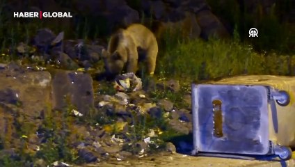 Mahalleye inen bozayıların yiyecek mesaisi