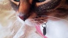 She is a real cat lady :)