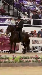 3 choses à savoir sur le Paso Fino