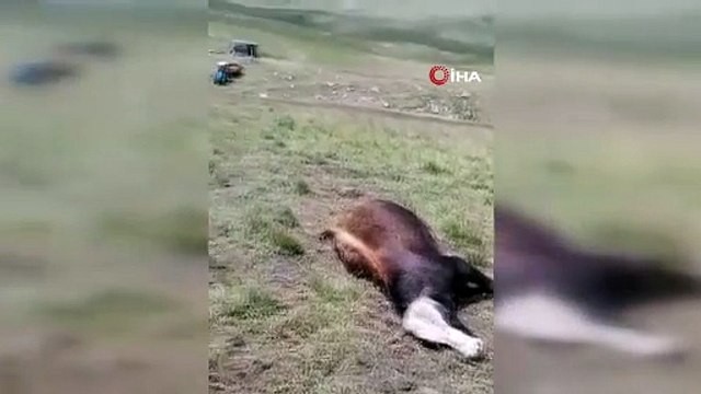 Oltu’da yıldırım düşmesi sonucu 4 büyükbaş hayvan telef oldu