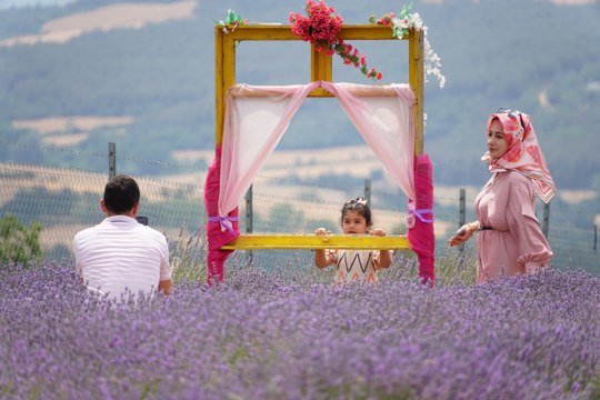 Lavanta mevsimi geldi: Nerede tarla varsa oraya koşuyorlar