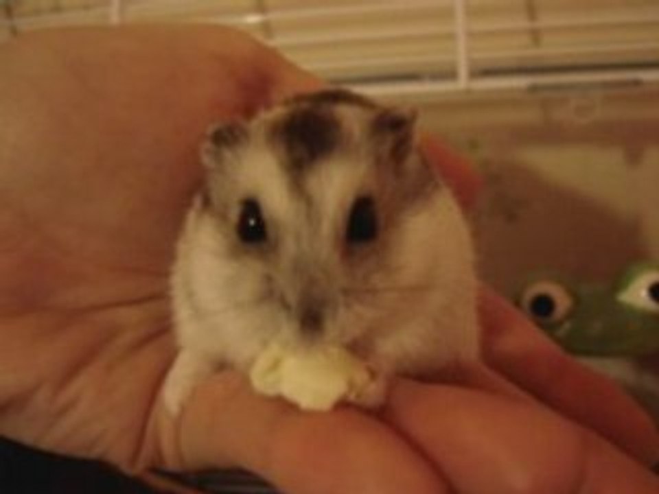 Dobby video