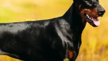 3 Choses à savoir sur le doberman
