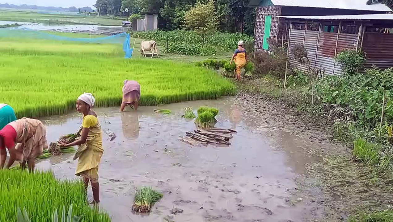 Rice farming